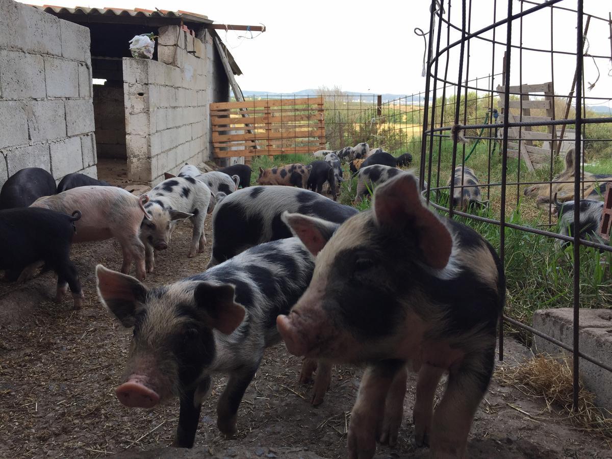 Agriturismo Su Meurreddu Tratalias Экстерьер фото