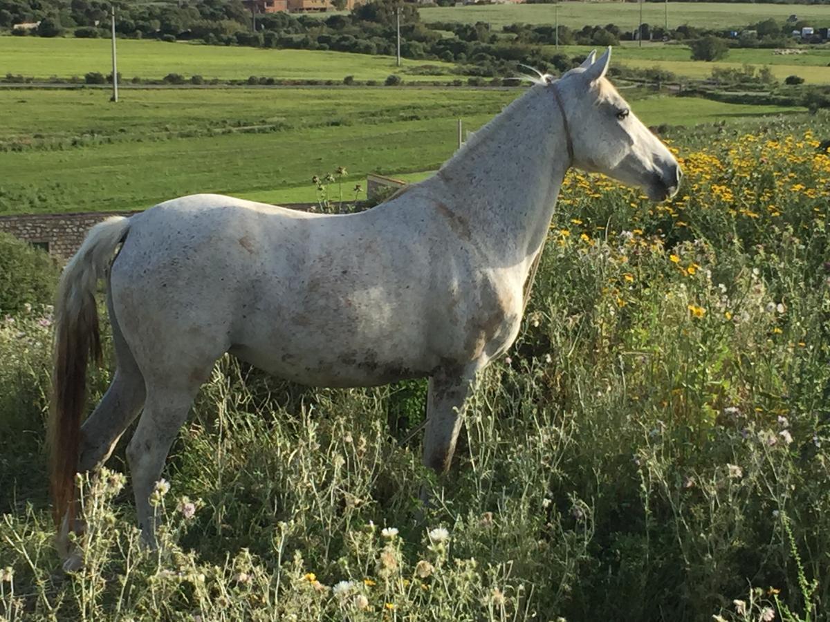 Agriturismo Su Meurreddu Tratalias Экстерьер фото